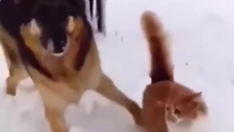 Funny video dogs