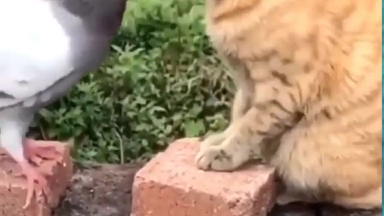 Funny cat