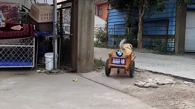High IQ Labrador Retriever helps owner buy vegetables🥬