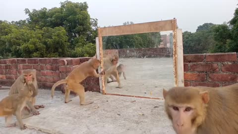 Monkey vs Mirror Funny Video