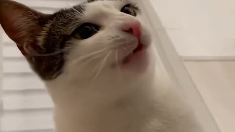 . We are drawn to our pets