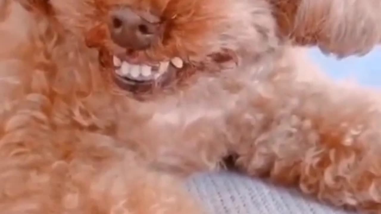 Dogs laughing