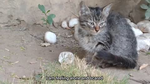 Cute Kitten Never Miss Any Chance To Drink Milk Whenever Her Mother Is Calm