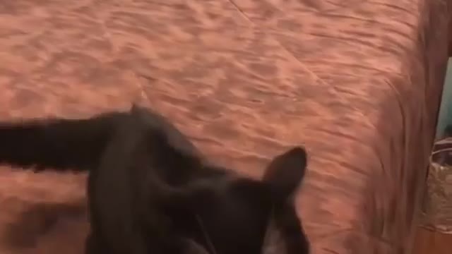 Cat video