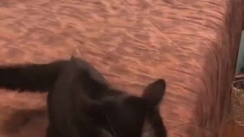 Cat video