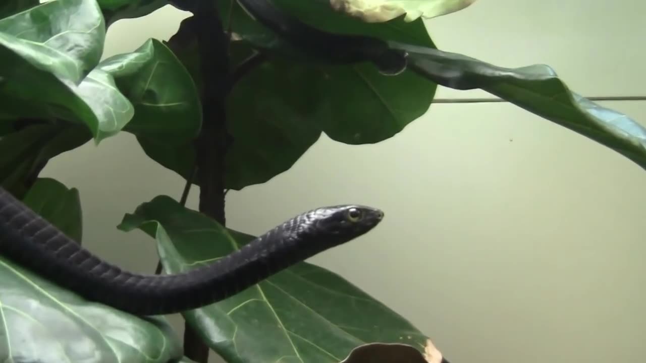 Deadly Rear Fanged Boomslang Snakes, Dispholidus typus