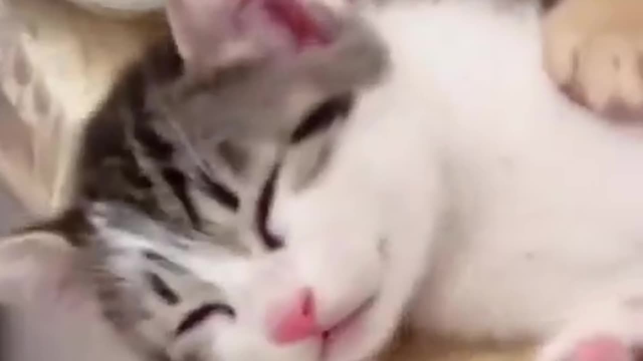 Kittens hug