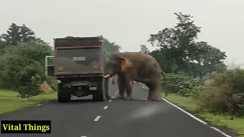 Elephant Attack Indian Village