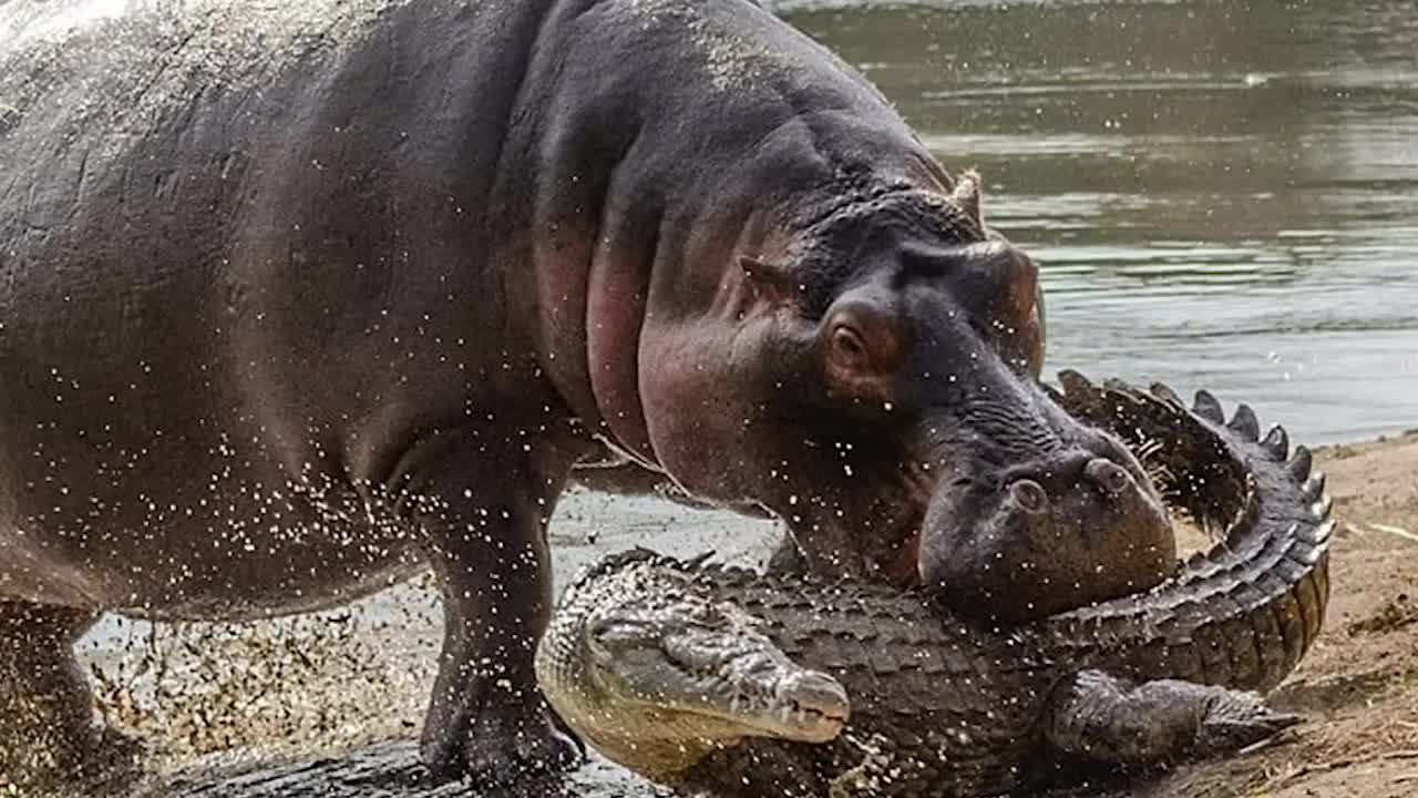 Rare and frightful animal encounters: Damn Nature You Scary