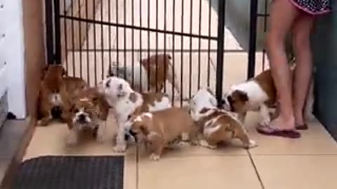 Bulldog heaven