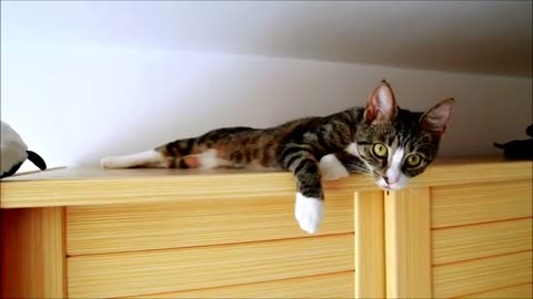 Sweet Kitten Nikita