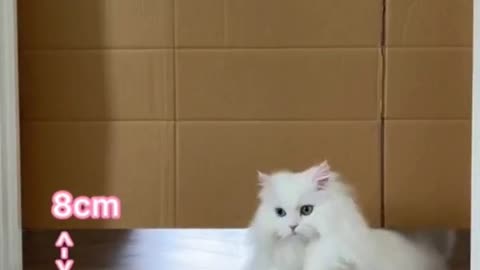 The daily behavior of cats