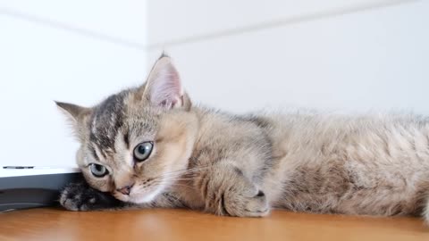I feel happy when I see kitten living leisurely