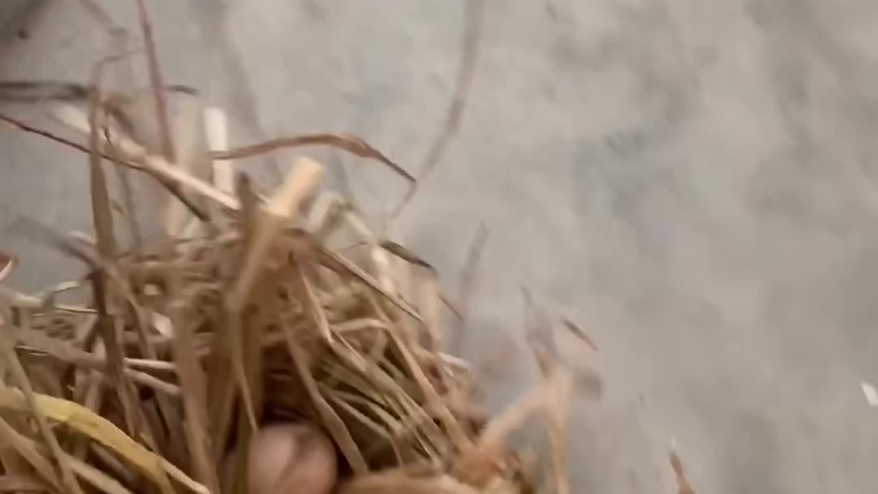 Dog brings eggs with nest and smiled | Watch till end for dog's smile