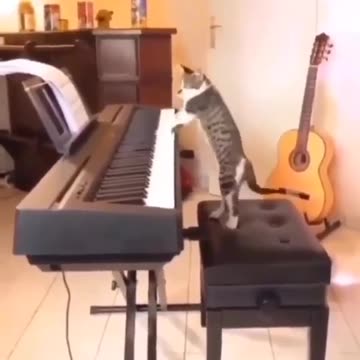 Awesome!!! A cat can play the piano ~ | TRY NOT LAUGH
