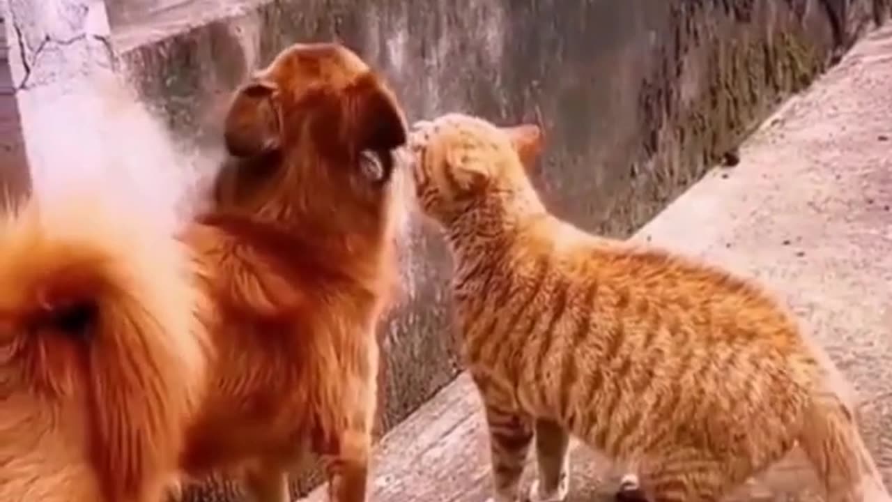 Funny Cat