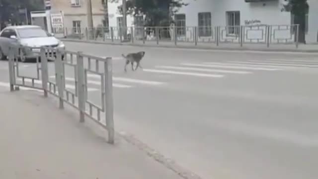 Dog is following traffic rules. Did you ever break rules