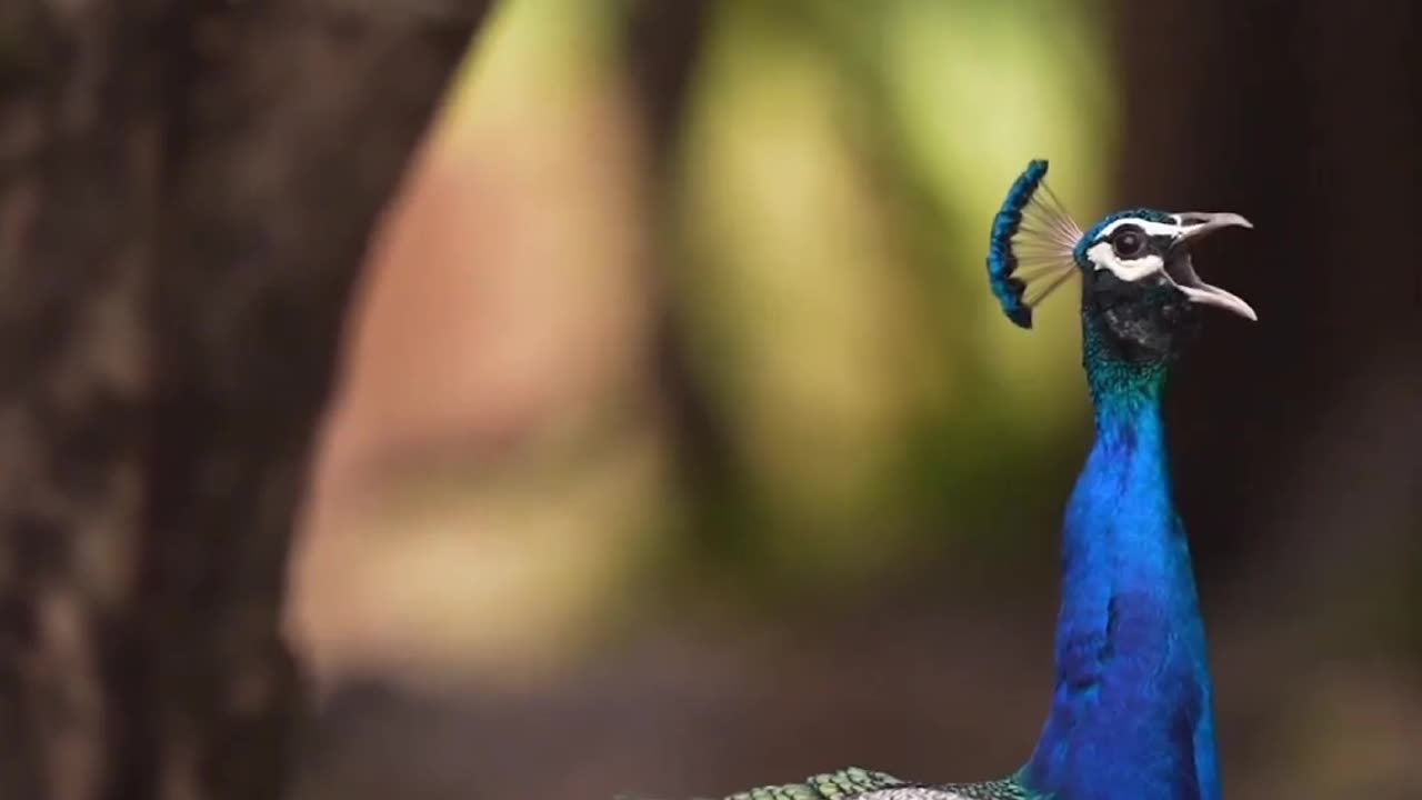 Animals world