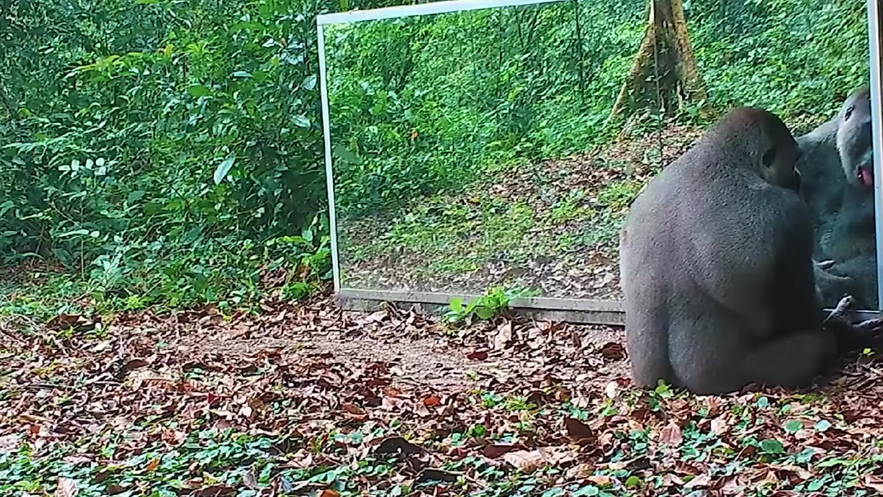 Animals Seeing Themselves For The First Time.