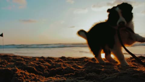 A dog plays on the beach