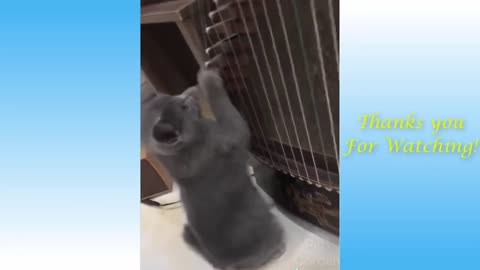 The Ultimate Compilation of Cute Pets Doing the Funniest Things You've Ever Seen!