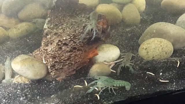 Live feeding! Earth worms and meal worms! Bonus surprise discovery at the end!