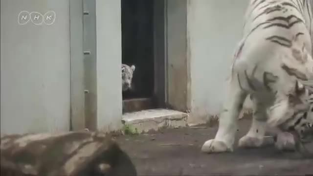 Momma tiger gets scared by her little cub 😅