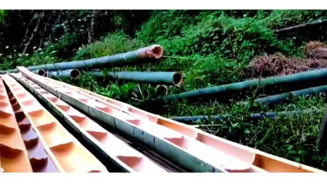 Amazing Bamboo Farming Methods - Factory Processing of Bamboo Products - Bamboo Harvesting Machine