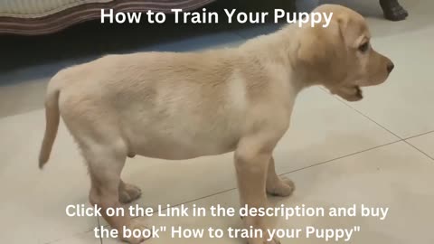 How to Train your Puppy