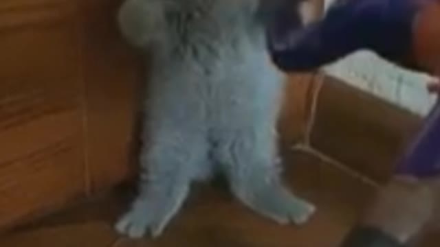 Funny cats reaction playing with toys, so cute