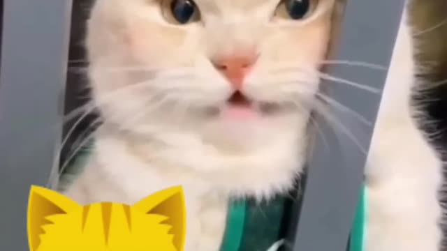 Kitten Flying Legs