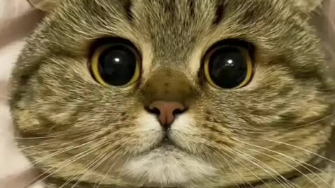 kitty life