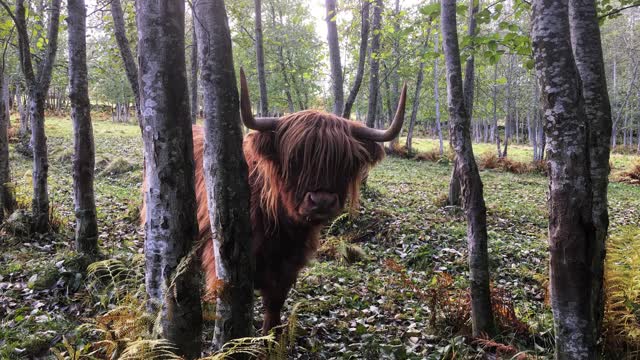 Scottish Highland Cattle In Finland Cow with big horns scratching itself