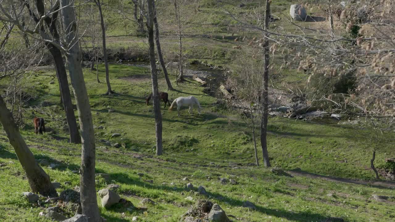 Wild horses grazing in a forest in the Italian Alps