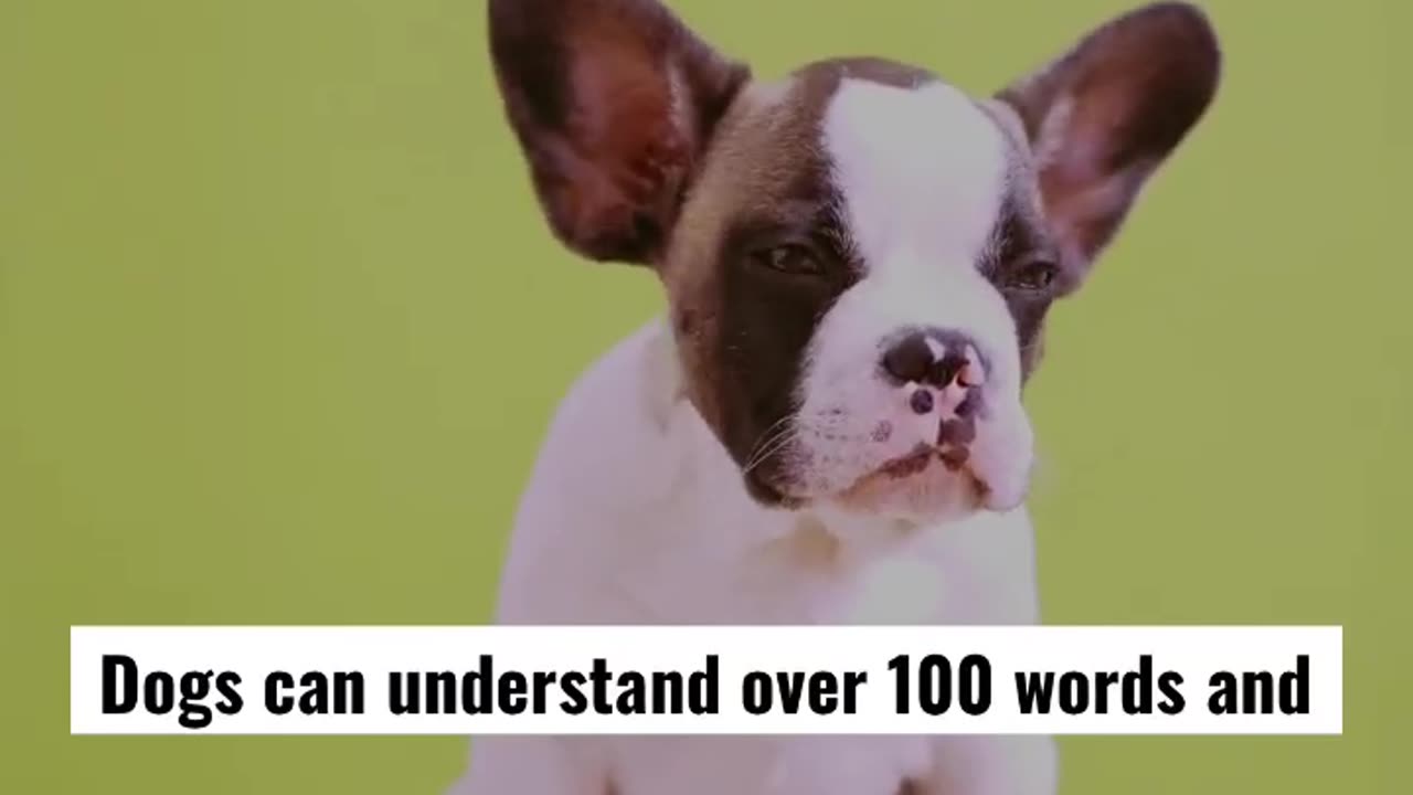 Amazing Dog Fact