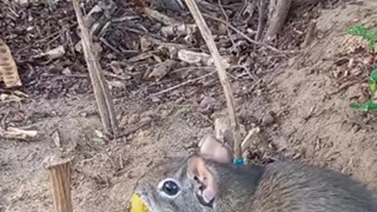 Amazing rat 🐀 trending video