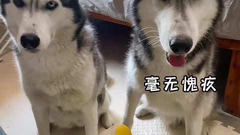 Husky's Daily Life