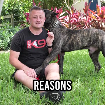 Top 3 Reasons You SHOULD Get a Presa Canario