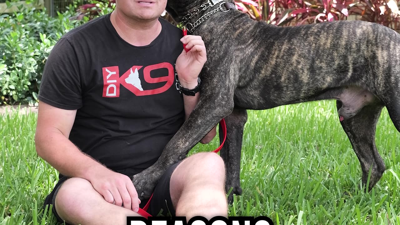 Top 3 Reasons You SHOULD Get a Presa Canario