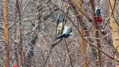 Hairy woodpecker takes over the suet feeder