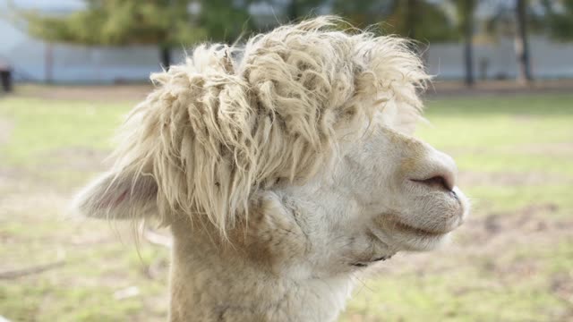 Alpaca Closeup