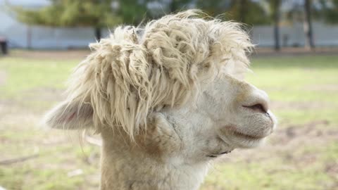 Alpaca Closeup