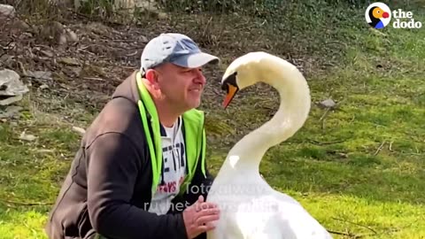 Guy Rescues An Egg And Becomes A Swan Dad For Life