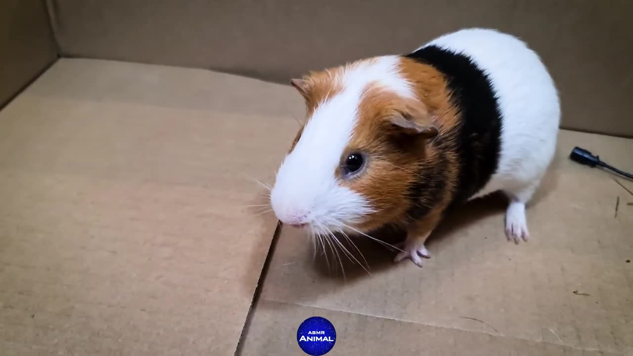 Hamster meets Guinea Pig