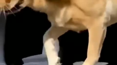 Cut dog funny animal video