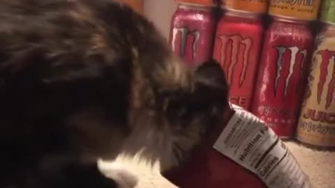 cat doing something funny