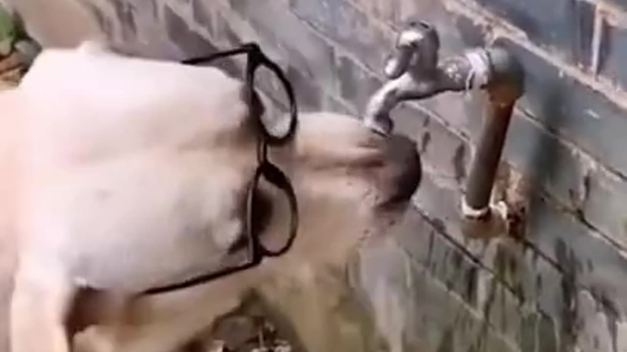 funny dog drinking water with tap