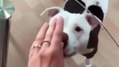 Funny dog losing his treat #Shorts