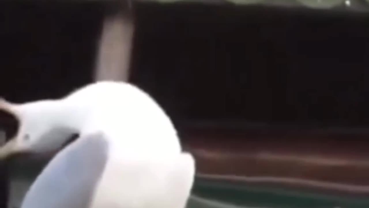 Thatki aot in duck