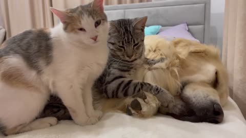 Poor Golden Retriever Attacked by Kittens